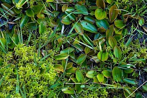 Potamogeton polygonifolius Bog Pondweed