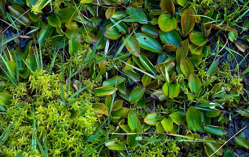 Potamogeton polygonifolius - © Charles Hipkin