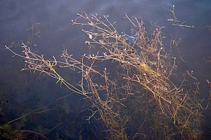 Potamogeton pusillus Lesser Pondweed