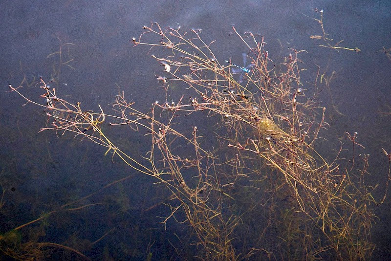 Potamogeton pusillus - © Charles Hipkin