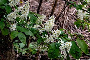 Prunus padus Bird Cherry