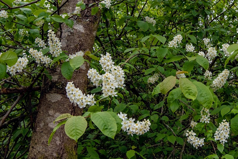 Prunus padus - © Charles Hipkin