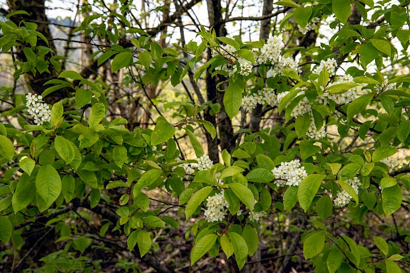 Prunus padus - © Charles Hipkin