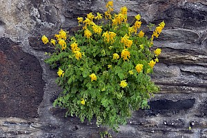 Pseudofumaria lutea Yellow Corydalis