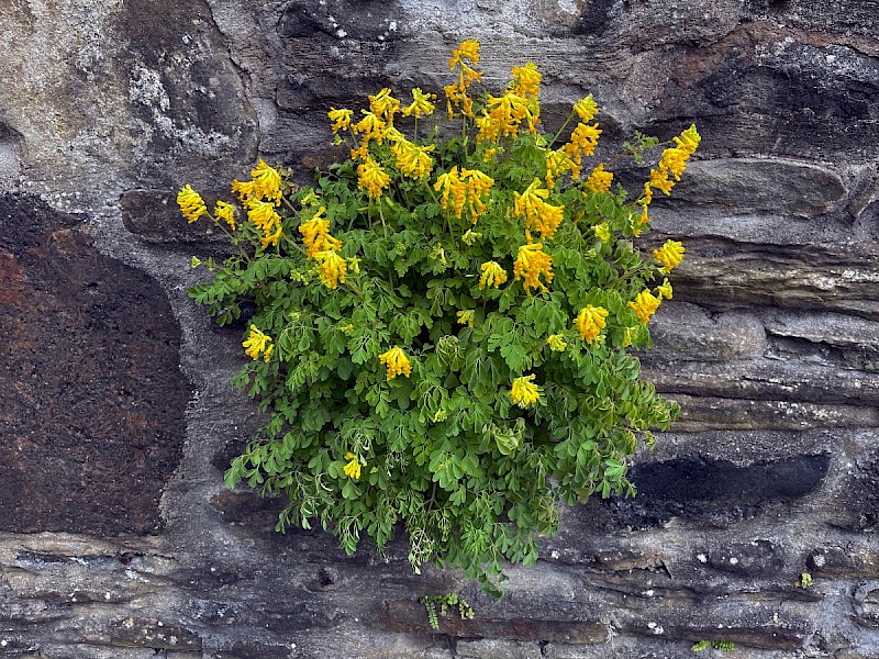 Pseudofumaria lutea - © Charles Hipkin