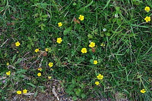 Potentilla reptans Creeping Cinquefoil