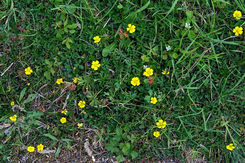 Potentilla reptans - © Charles Hipkin