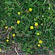 Potentilla reptans