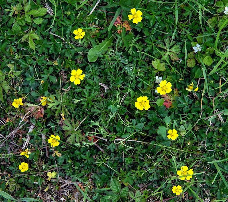 Potentilla reptans - © Charles Hipkin