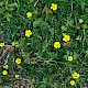 Potentilla reptans