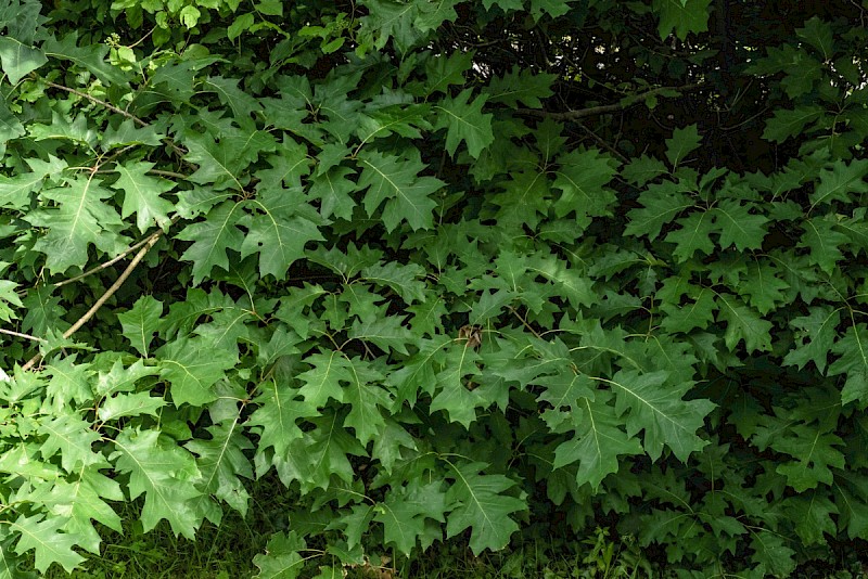 Quercus rubra - © Charles Hipkin