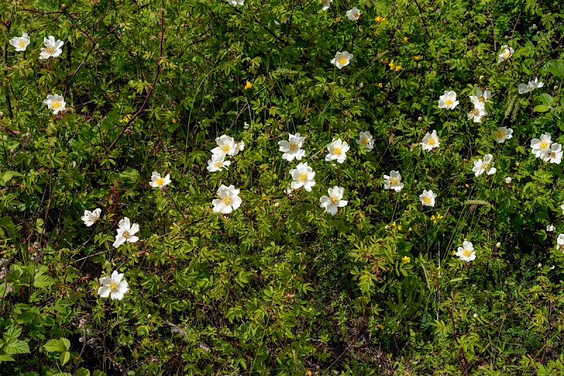 Rosa arvensis - © Charles Hipkin