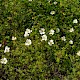 Rosa arvensis