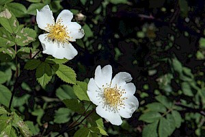 Rosa arvensis Field-rose