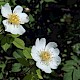 Rosa arvensis