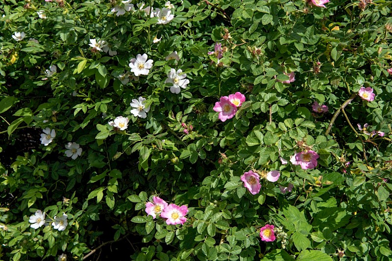 Rosa canina - © Charles Hipkin