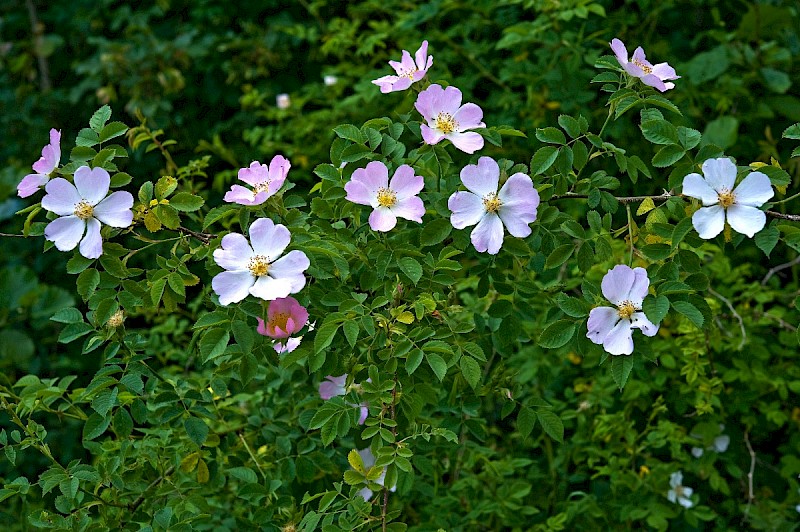 Rosa canina - © Charles Hipkin