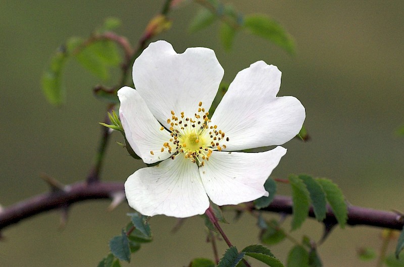 Rosa canina - © Charles Hipkin