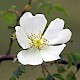 Rosa canina