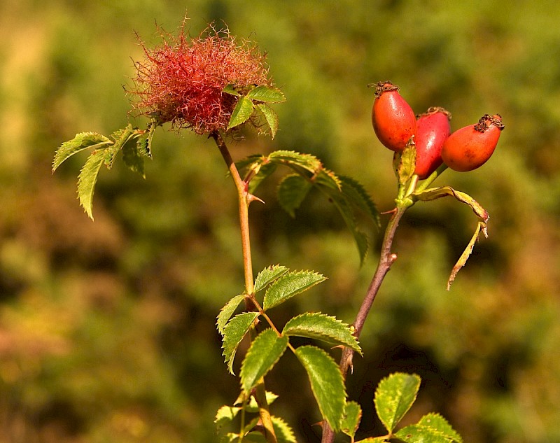 Rosa canina - © Charles Hipkin