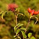 Rosa canina