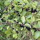 Rhamnus cathartica