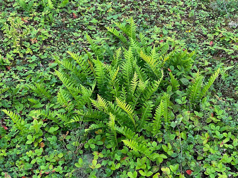 Polypodium interjectum - © Charles Hipkin