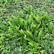 Polypodium interjectum