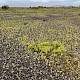 Euphorbia peplus