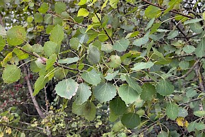 Populus tremula Aspen