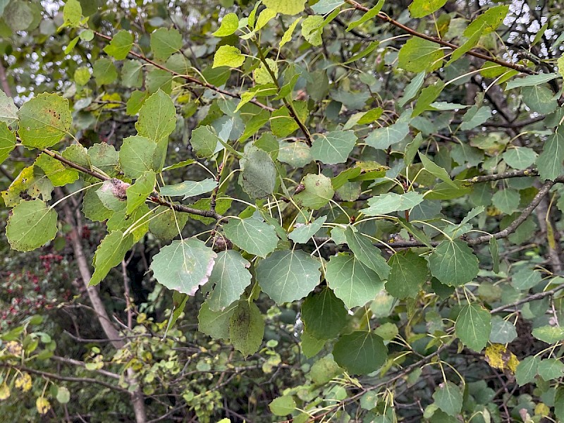 Populus tremula - © Charles Hipkin