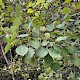 Populus tremula