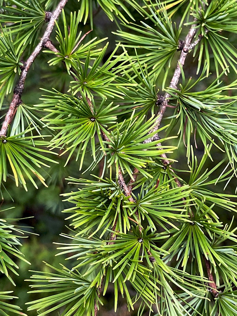 Larix x marschlinsii - © Charles Hipkin