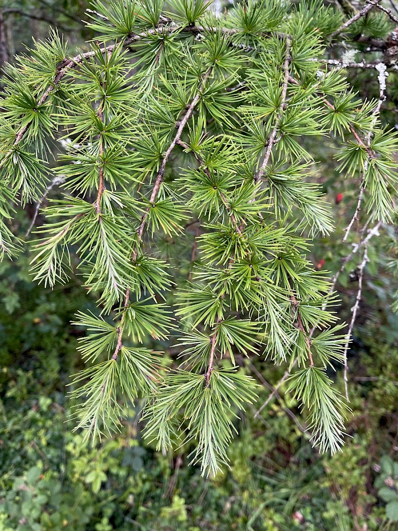 Larix x marschlinsii - © Charles Hipkin