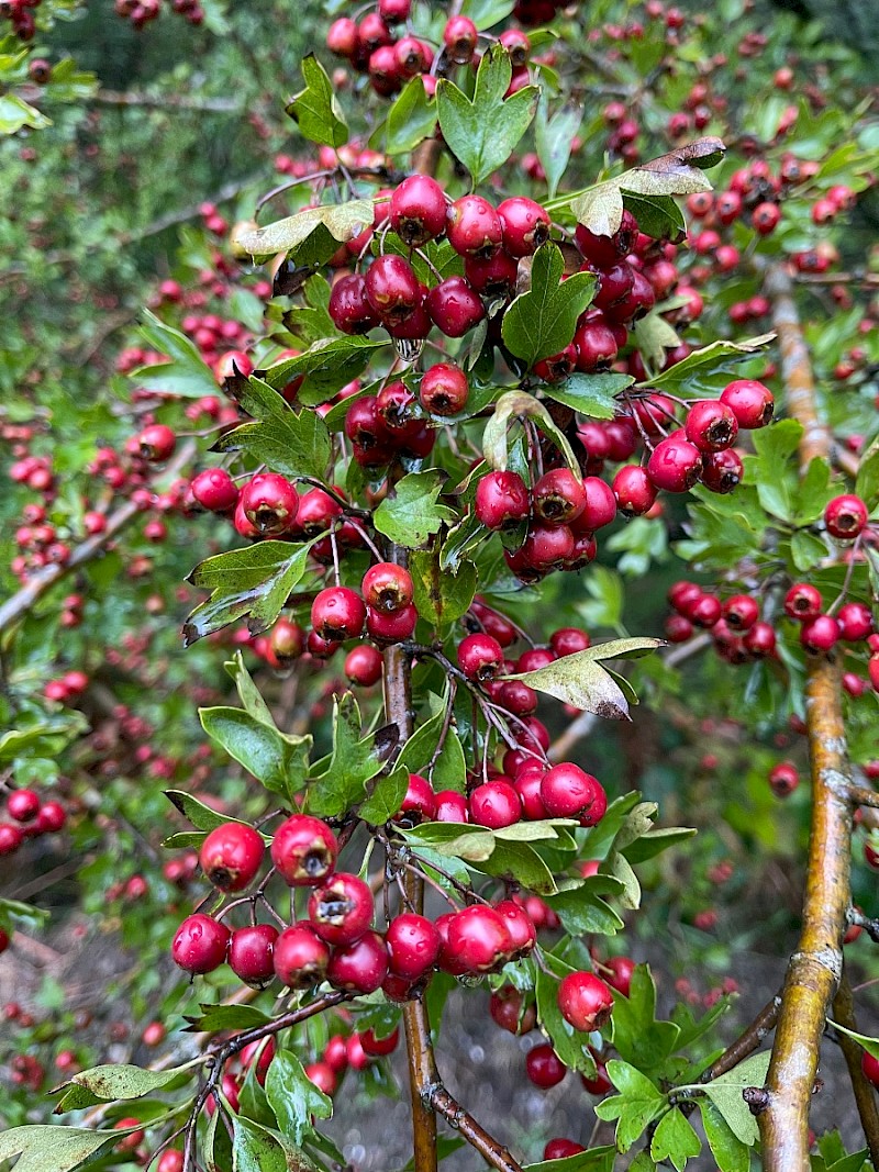 Crataegus monogyna - © Charles Hipkin