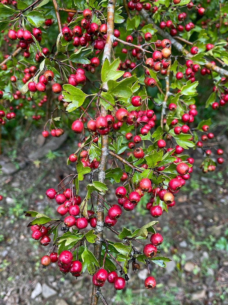 Crataegus monogyna - © Charles Hipkin