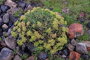 Crithmum maritimum Rock Samphire