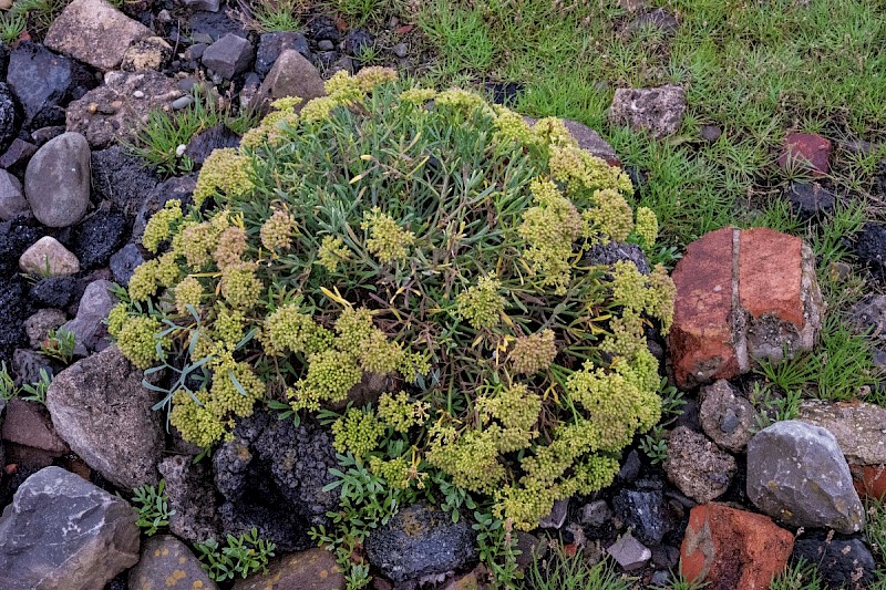 Crithmum maritimum - © Charles Hipkin