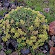 Crithmum maritimum