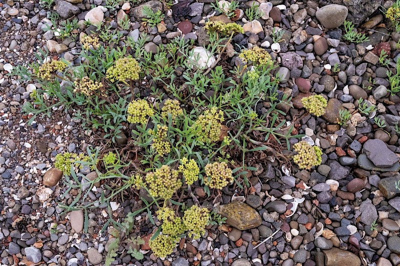 Crithmum maritimum - © Charles Hipkin