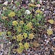 Crithmum maritimum