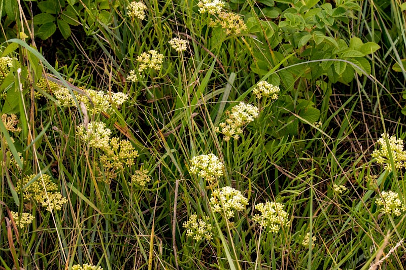 Crithmum maritimum - © Charles Hipkin