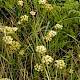 Crithmum maritimum