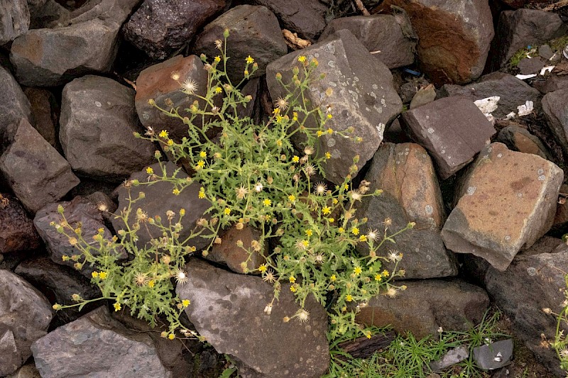 Senecio viscosus - © Charles Hipkin