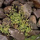 Senecio viscosus