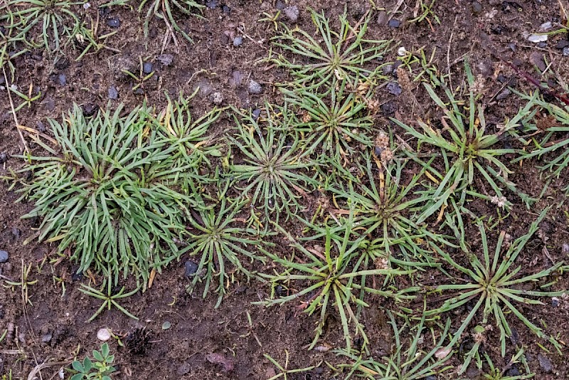 Plantago coronopus - © Charles Hipkin