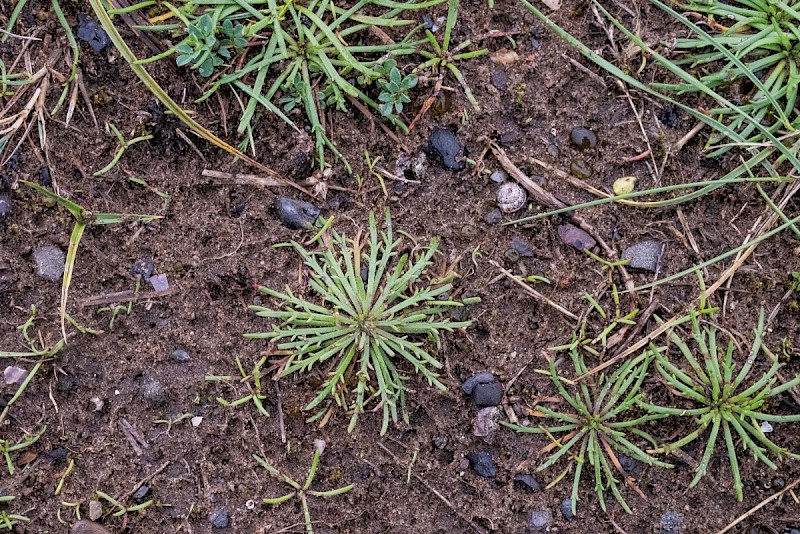 Plantago coronopus - © Charles Hipkin