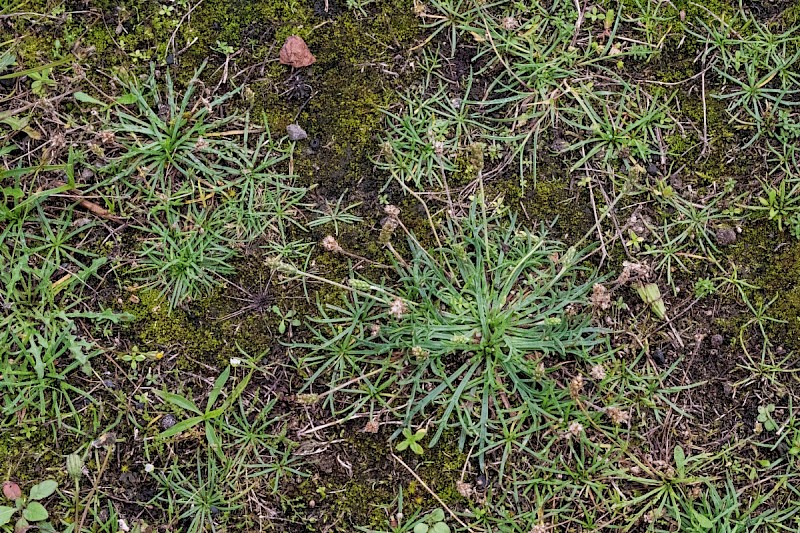 Plantago coronopus - © Charles Hipkin