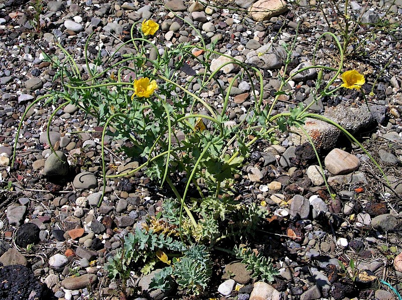 Glaucium flavum - © Charles Hipkin