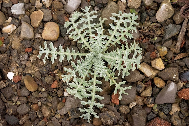 Glaucium flavum - © Charles Hipkin